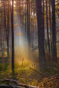 Warm sun rays in the colorful autumn forest Warm sun rays in the colorful autumn forest